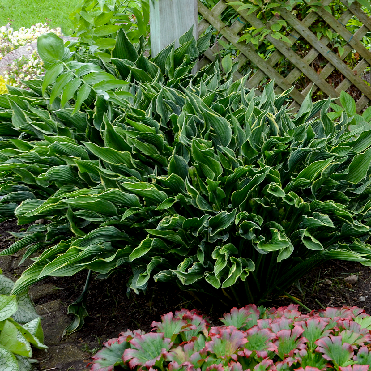 The Story of ‘Praying Hands’ Hosta: A Church Garden Feud and an Architectural Shade Icon